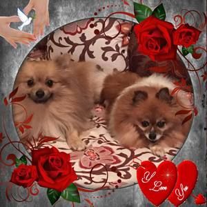 Meet your Posher, Iris